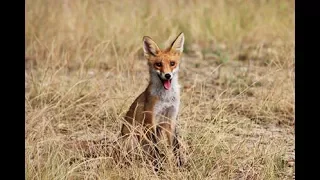 Róka vadászat,Sakál vadászat,fox and jackal hunting,Predator huntingNordik Plain Pain