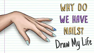 WHY DO WE HAVE NAILS? | Draw My Life