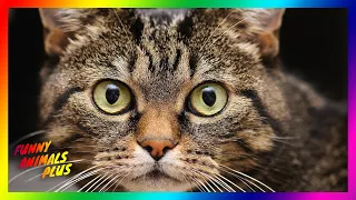 Funny Animals That Will Cheer You Up ‖ Funny Animals Plus #1