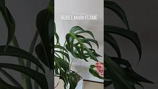 Monstera Series - Monstera Burle Marx Flame I PlantFactory