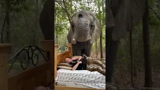 an elephant lost her tooth!