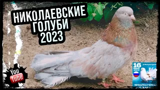 Николаевские голуби. Объявление Ярмарки 2023