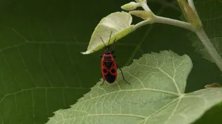 Free of copyright video / Vatrena stjenica / Pyrrhocoris apterus