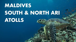 Diving in Maldives 4K - Center Atolls