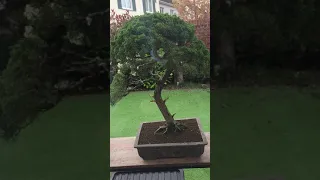 My Juniper and Satsuki Azalea Bonsai