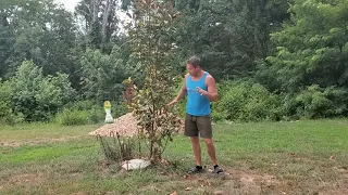 Southern Magnolia Dropping Leaves