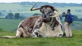 CONHEÇA OS ANIMAIS DE FAZENDA MAIS GIGANTESCOS DO PLANETA - SURPREENDENTE DOCUMENTÁRIO DUBLADO