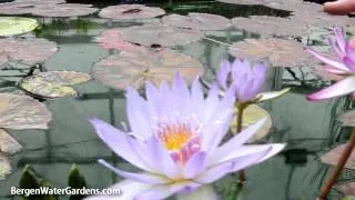 Nymphaea 'Tanglewood Blue' Annual Waterlily