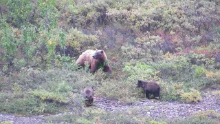 Mama Grizzly and two cubs