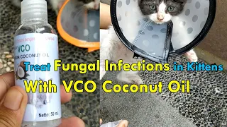 Cat Fungal Infection Skin Treatment