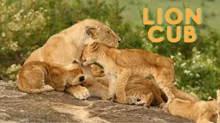 LION cubs playing with Mom - Lion cubs annoying Mom - Lion cub cute