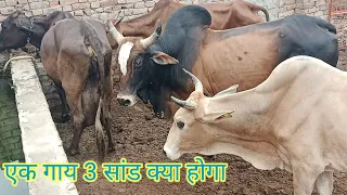 one cow and three bull full fighting video