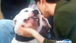 Kyle Dyer Dog bite video  dogo argentino bites news anchor live on tv video