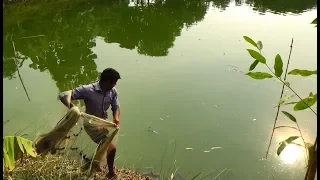 Net Fishing | Catching Fish With Cast Net | Net Fishing in the village (Part-238)