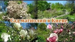 Сад магнолий  в Киеве: красивое место для отдыха и прогулок.