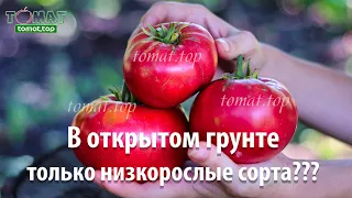 Что выбрать для открытого грунта: только низкорослые томаты или высокорослые тоже? Обсудим вопрос!