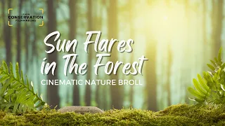 THE FOREST | Cinematic short nature film / Nature video broll