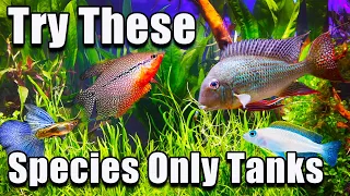 These Might Be The BEST Species Only Stocking Options!