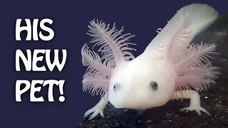 Visiting an Axolotl Breeder for Valentine's Day