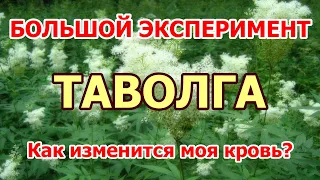 Как ТАВОЛГА влияет на кровь. Большой эксперимент