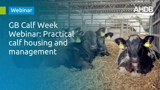 Practical calf housing and management - GB Calf Week Webinar