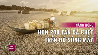 Nóng 24h: 200 tấn cá chết trắng ở hồ Sông Mây, vì sao xảy ra cảnh tượng kinh hoàng này? | VTC Now