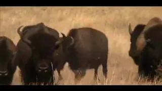 Piskun The Buffalo Jump