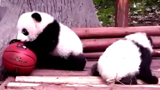 Aww 🔥 Funny And Cute Panda Compilation  🔥 Panda Love - 2020 Clip 9