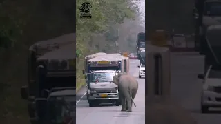 Elephants in Thailand stop trucks to take sugar cane from them #shorts