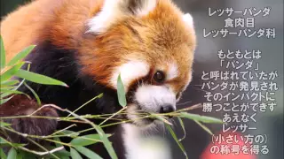 野毛山動物園 動物紹介