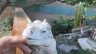 The Best Iguana in the World, Buddy the lizard in "Lizard Greets Man like a Dog"