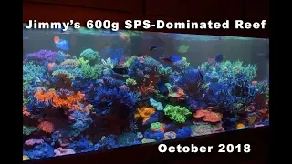 Jimmy's 600g SPS-dominated reef