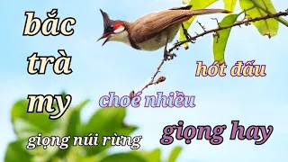 CHÀO MÀO TRÀ MY GIỌNG NÚI RỪNG QUÁ HAY || HÓT ĐẤU KÍCH CHOÉ  . ÉP MÁ TRẮNG HỌC GIỌNG