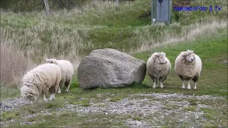 På udflugt i lokalområdet; Døllefjælde-Musse Naturpark