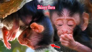 Skinny Baby Monkey Wildlife, Look Baby Lala Weak and Skinny She Very Need Milk From Mom