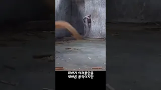 몽구스가 독사를 산 채로 잡아먹는 영상