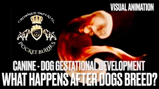 What Happens After Dogs Breed? Puppies in Womb? Dog Gestational Development Conception - Puppy Birth