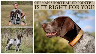 German Shorthaired Pointer | Is It Right For You?