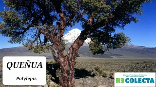 El árbol de Queñua Polylepis también conocido como queñua o árbol de papel