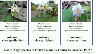 List of Angiosperms of Order Solanales Family Solanaceae Part 5 solanum nightshade schizanthus