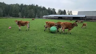 Herd of Cows Play With Ball - 1296347