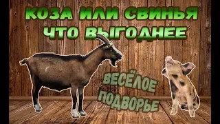 Козы или свиньи?! Что выгодней содержать для семейного бизнеса.