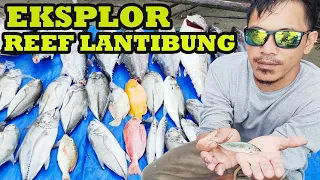 Mengerikan! Ketemu Spot REEF LANTIBUNG Predatornya Pada Rakus Semua ||Part I