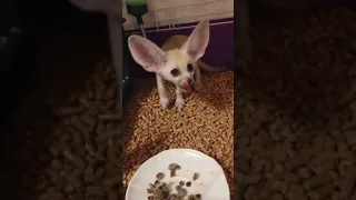 Baby Fennec Fox Eating Food #shorts #foxes