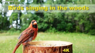 ASMR 4 HOURS of Birds Singing, No loop, 4K Bird, Digital Stress Relief Therapy, Cat TV, AW 002-1