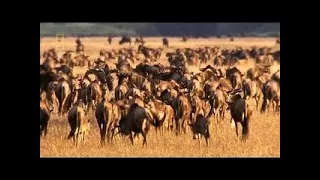 National Geographic 2017 - National Geographic Animals Documentary Wild Primeval Valleys Discovery