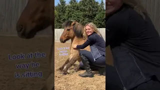 Pony sits like a Human! | This Esme