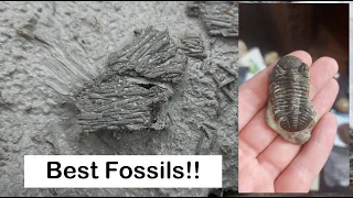 Best Fossil Hunting Finds of 2022!! Ontario Rockhounding