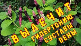 ВЫЛЕЧИТ СУСТАВЫ, ВЕНЫ, ГИПЕРТОНИЮ. ЛАКОНОС. СИЛЬНЕЙШИЙ ЛЕКАРЬ. ЧТО это за растение?