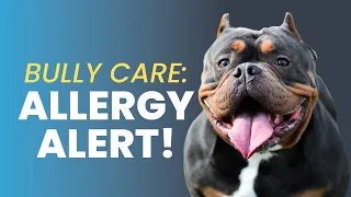 Recognizing Allergies in American Bullies: A Guide for Dog Owners